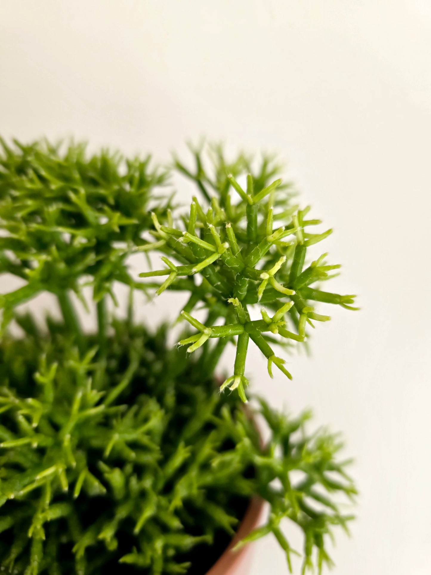 Rhipsalis 'Cereuscula' - 140mm