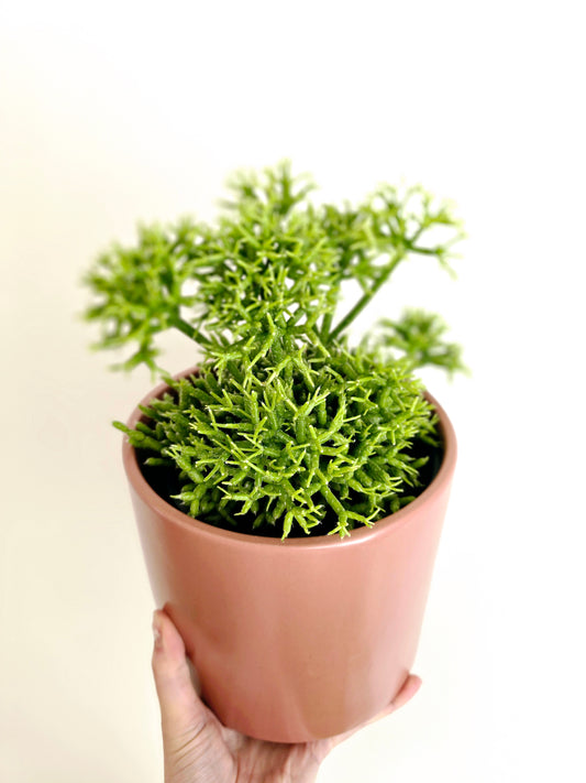 Rhipsalis 'Cereuscula' - 140mm