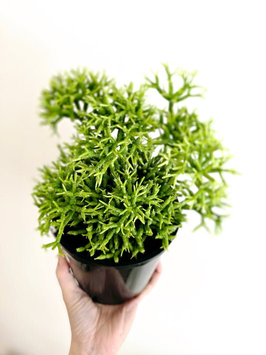 Rhipsalis 'Cereuscula' - 140mm