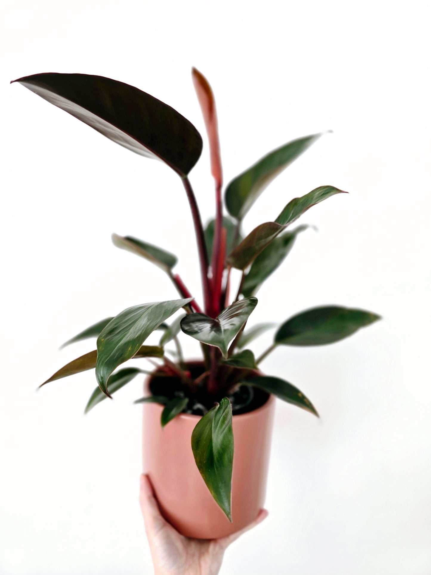 Philodendron 'Imperial Red' - 140mm