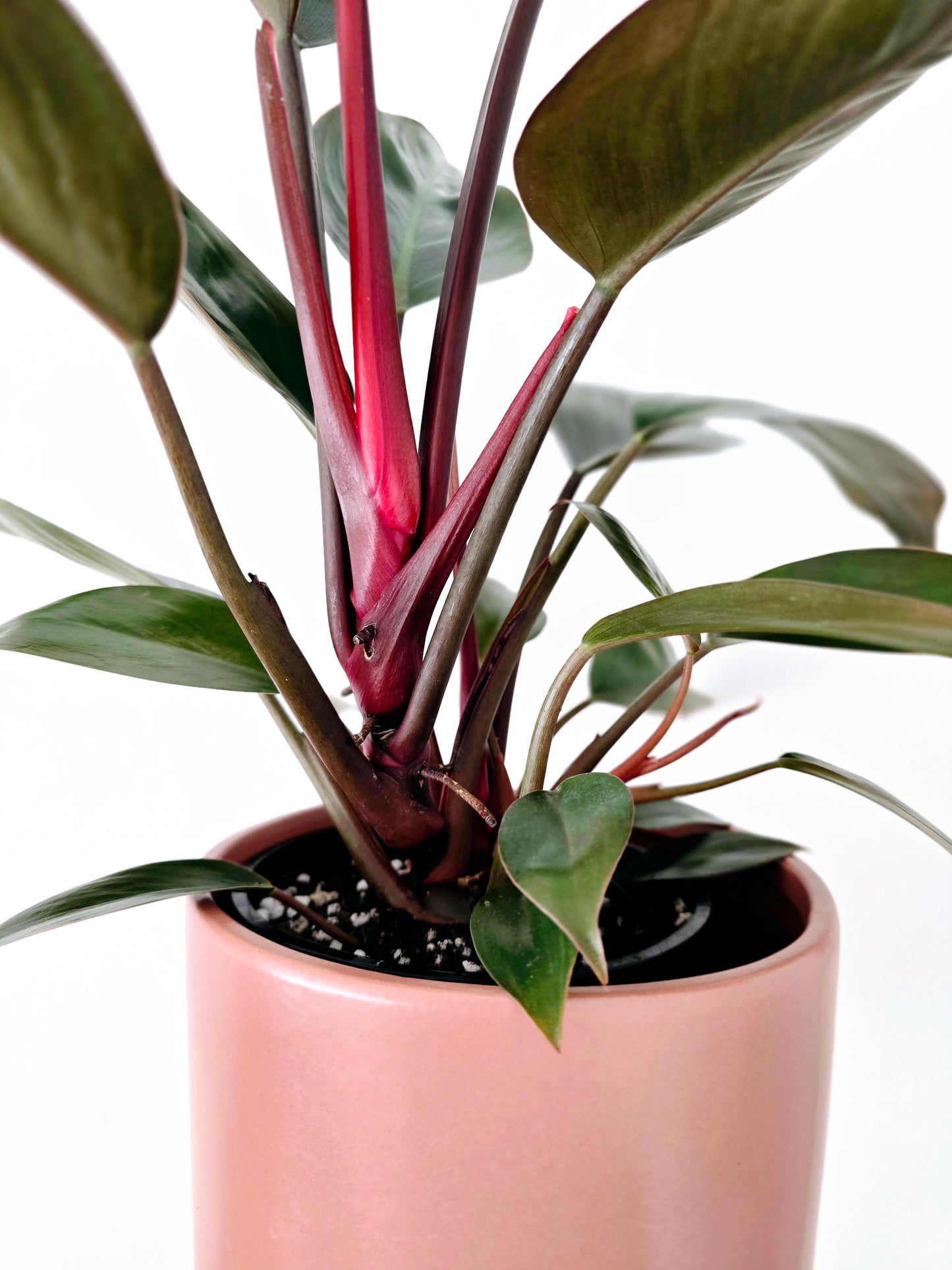 Philodendron 'Imperial Red' - 140mm