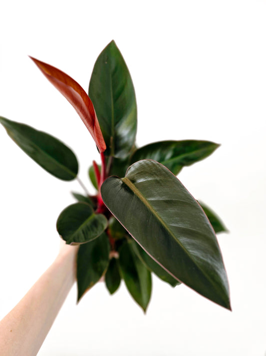 Philodendron 'Imperial Red' - 140mm