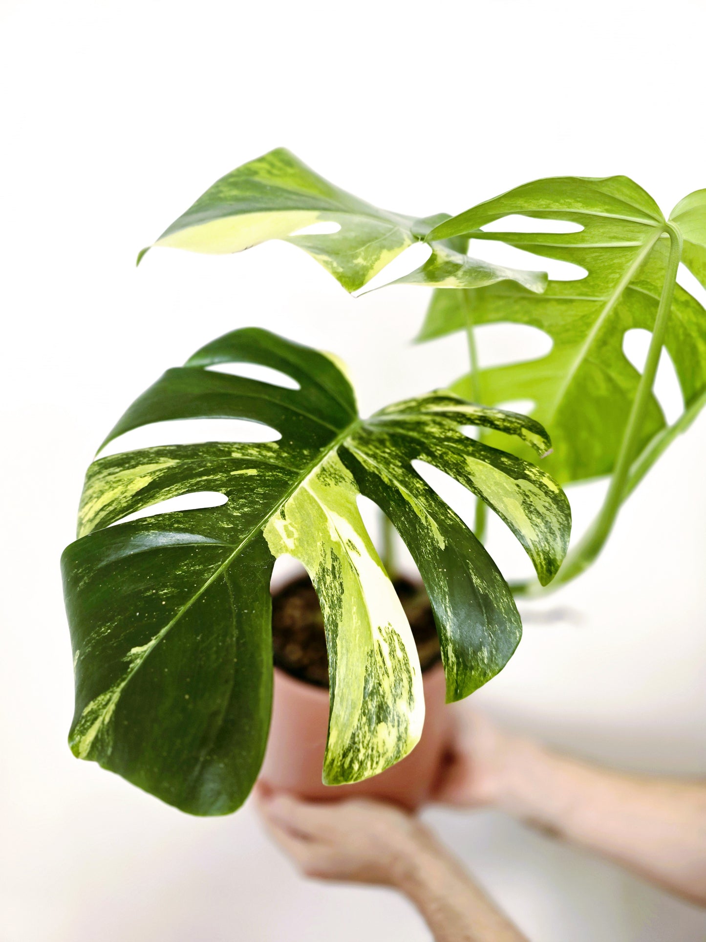 Monstera Deliciosa Variegated 'Aurea' - 150mm