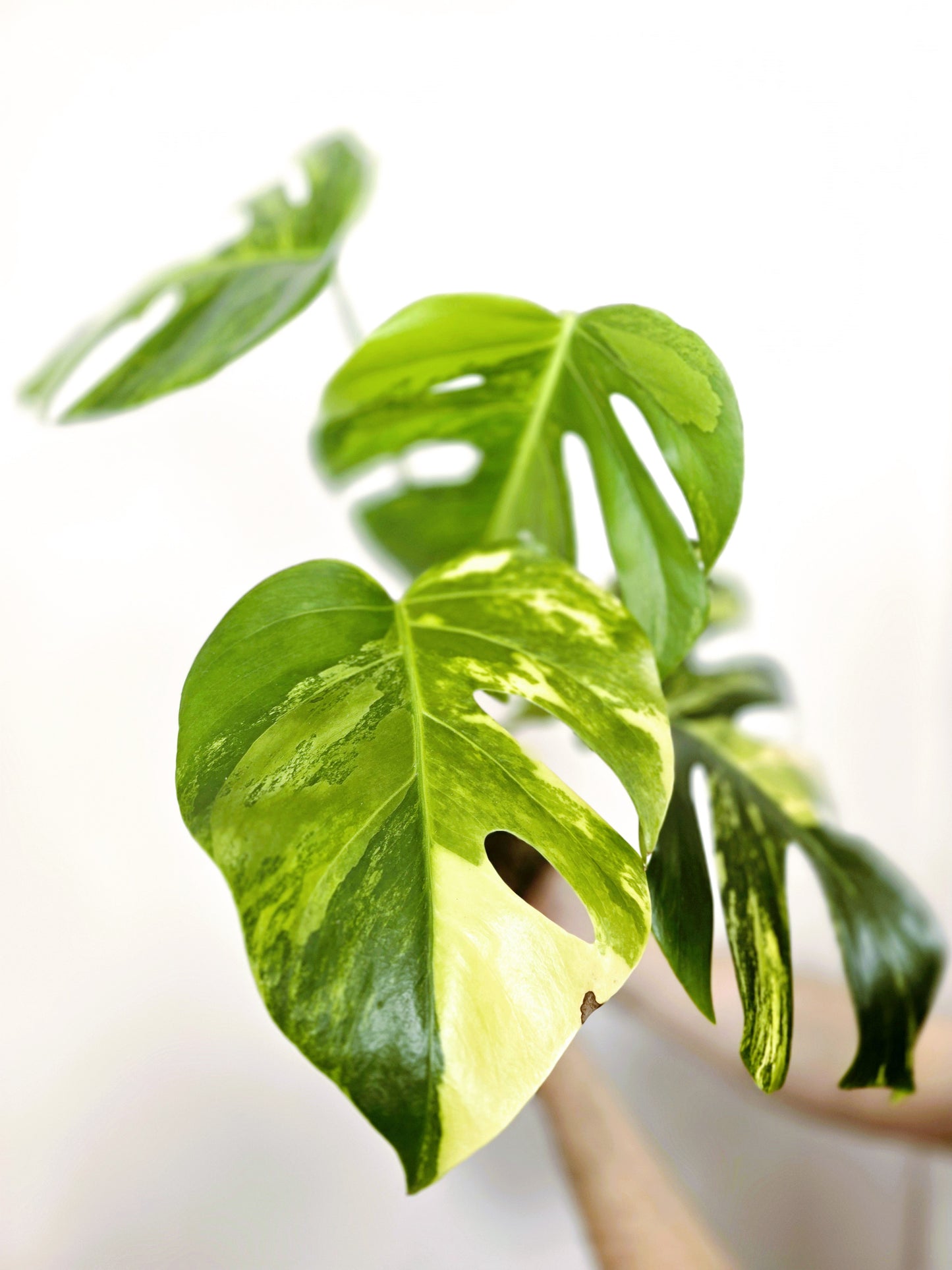 Monstera Deliciosa Variegated 'Aurea' - 150mm