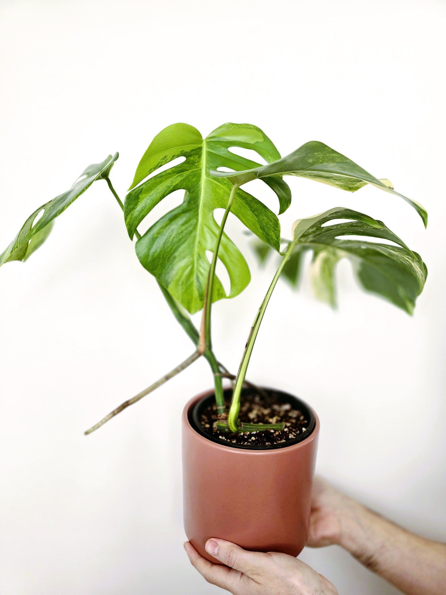 Monstera Deliciosa Variegated 'Aurea' - 150mm