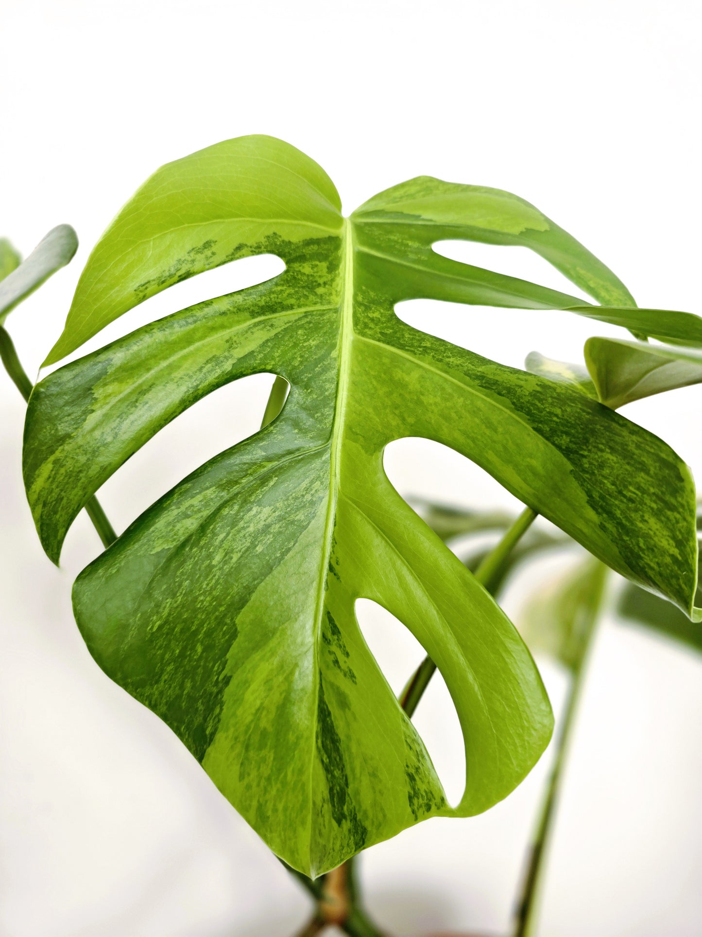 Monstera Deliciosa Variegated 'Aurea' - 150mm