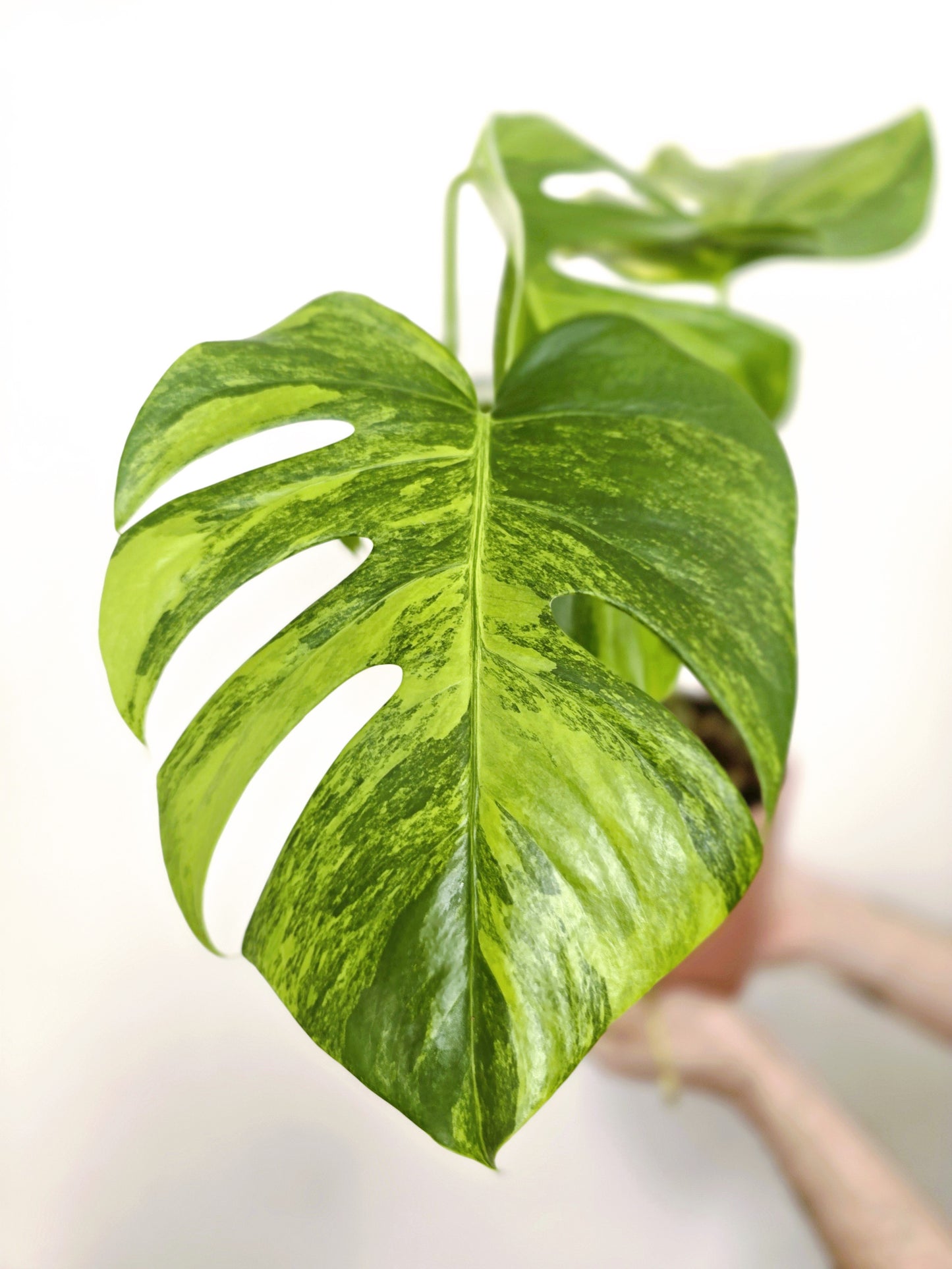 Monstera Deliciosa Variegated 'Aurea' - 150mm