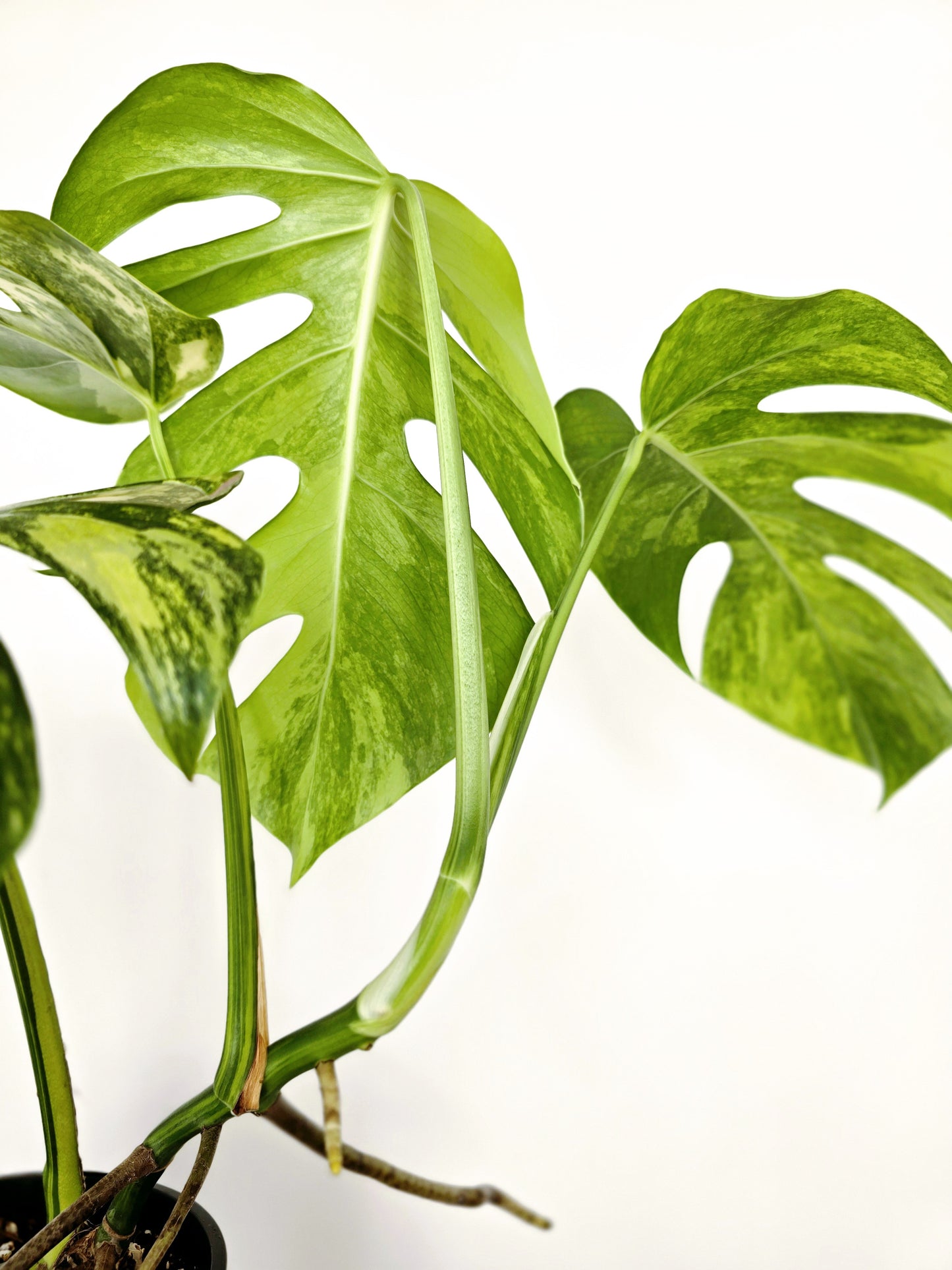 Monstera Deliciosa Variegated 'Aurea' - 150mm