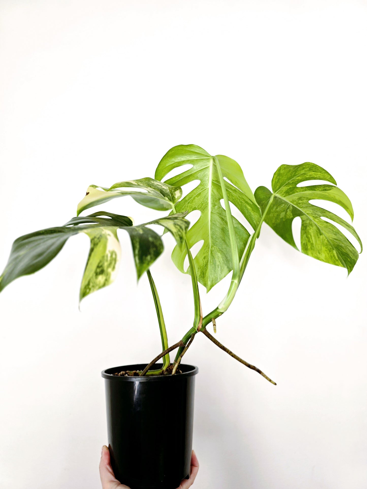 Monstera Deliciosa Variegated 'Aurea' - 150mm