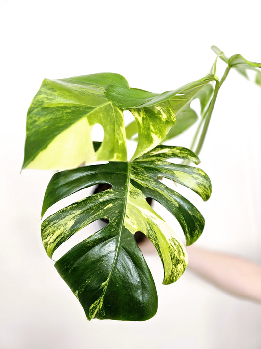 Monstera Deliciosa Variegated 'Aurea' - 150mm