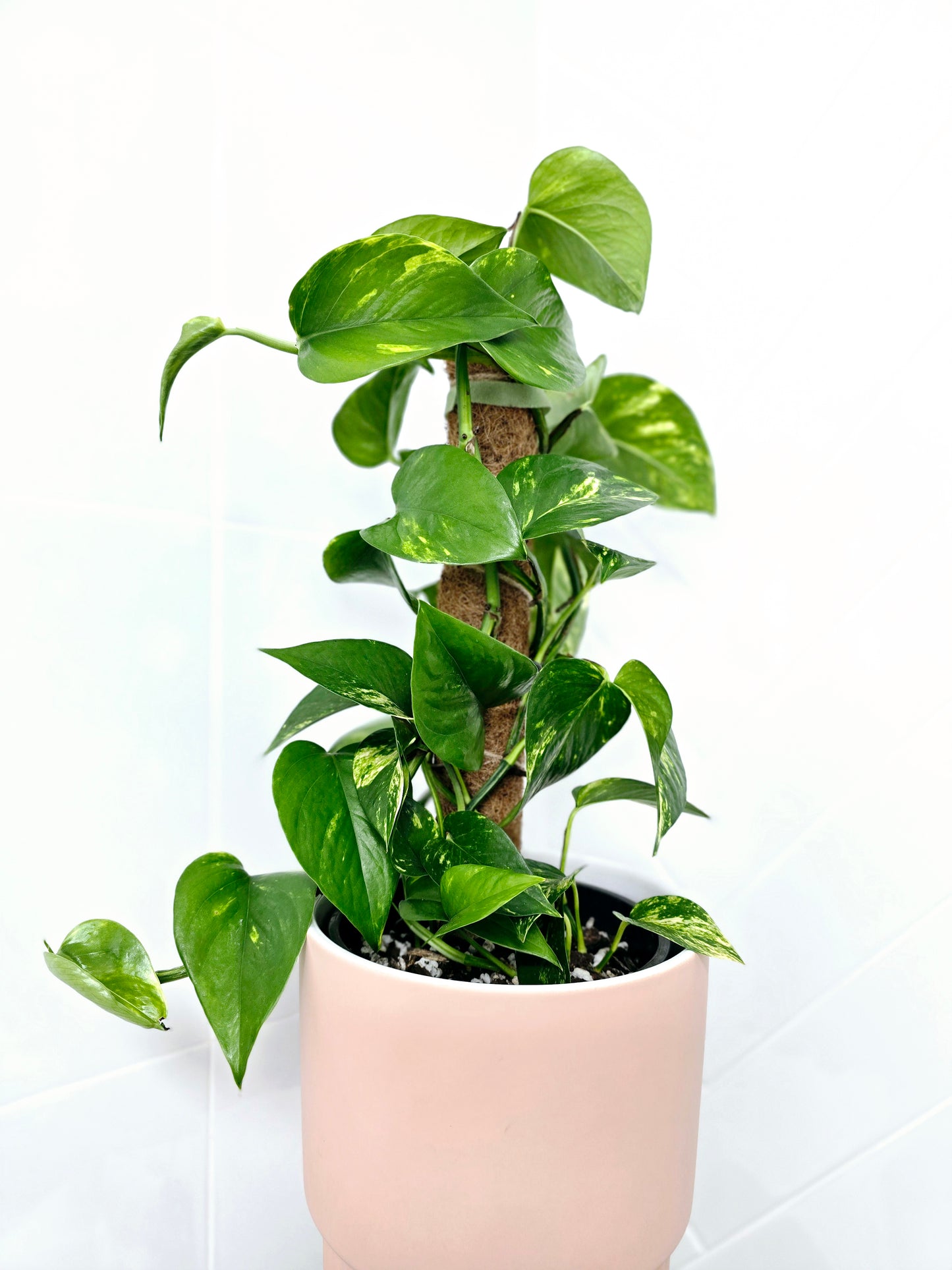 Epipremnum Aureum 'Devils Ivy' Totem - 165mm