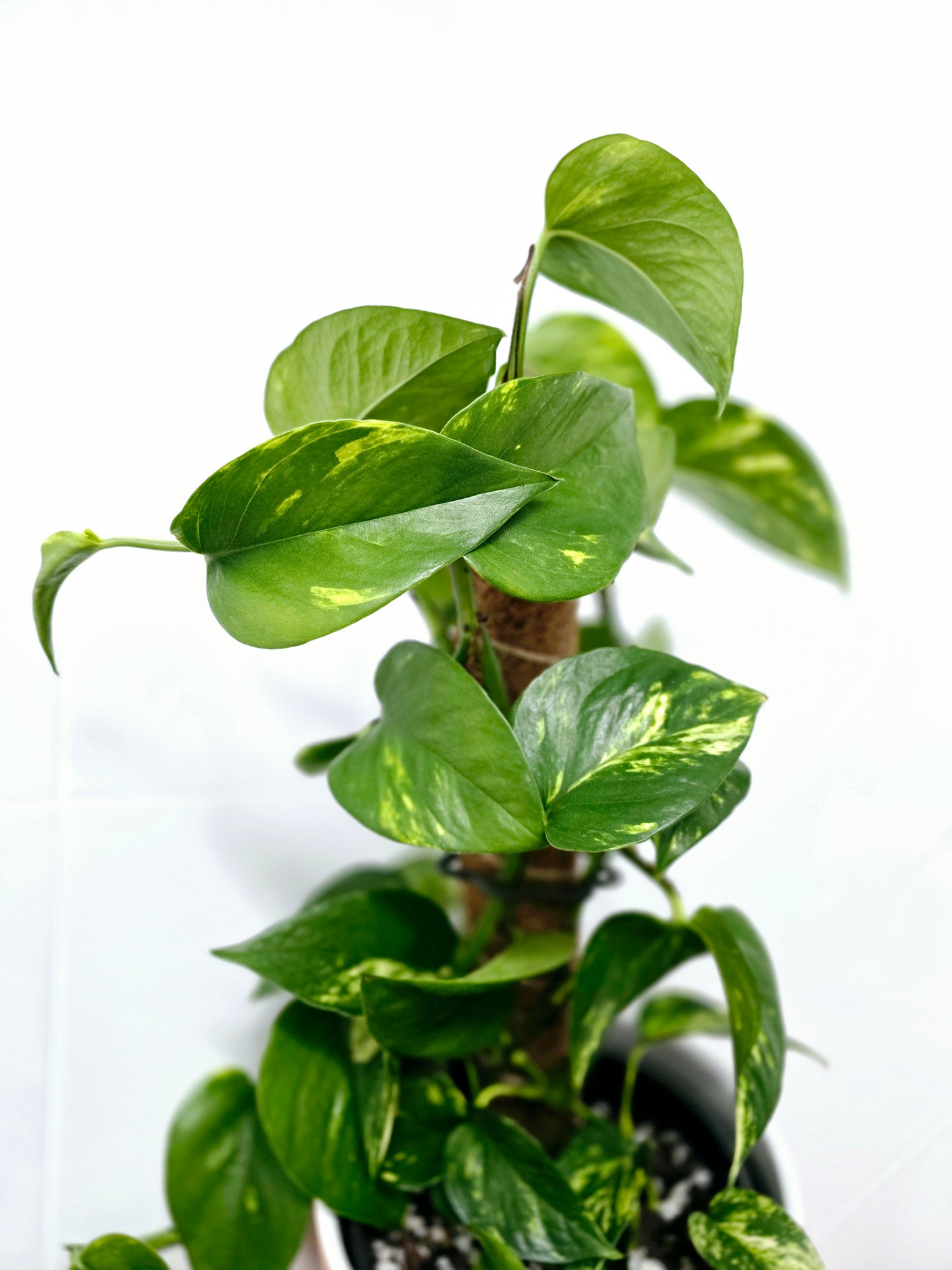 Epipremnum Aureum 'Devils Ivy' Totem - 165mm