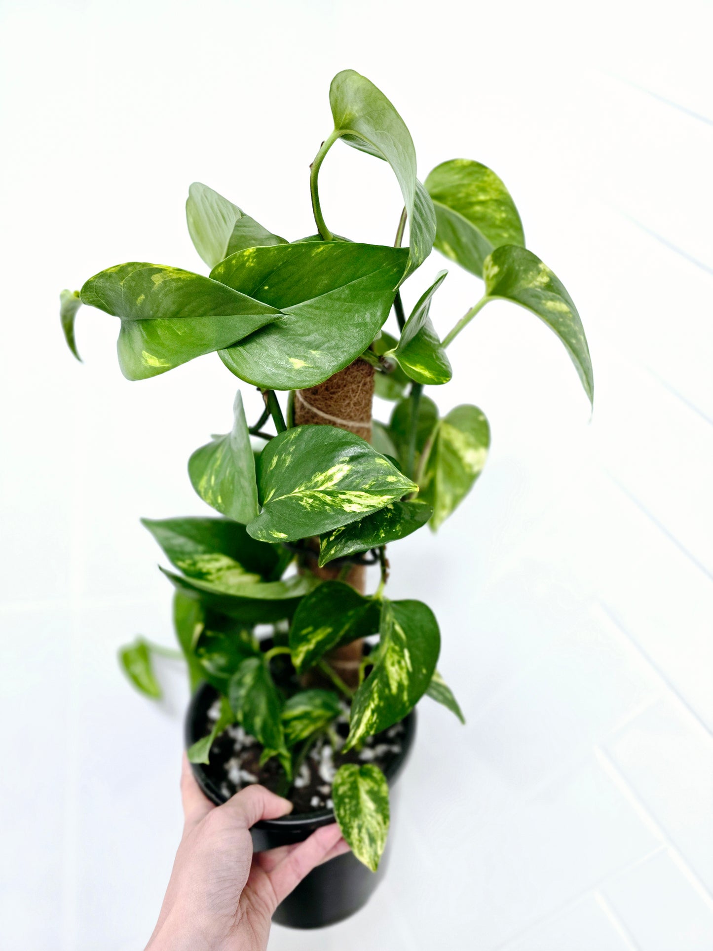 Epipremnum Aureum 'Devils Ivy' Totem - 165mm