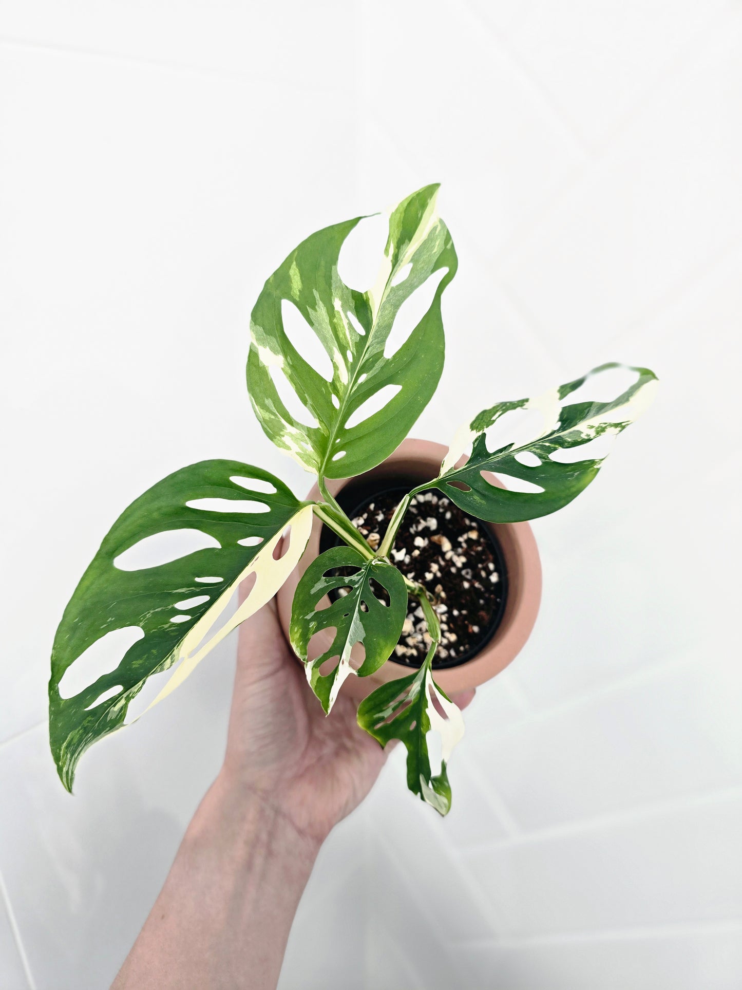 Monstera Adansonii 'Variegated' - 80mm