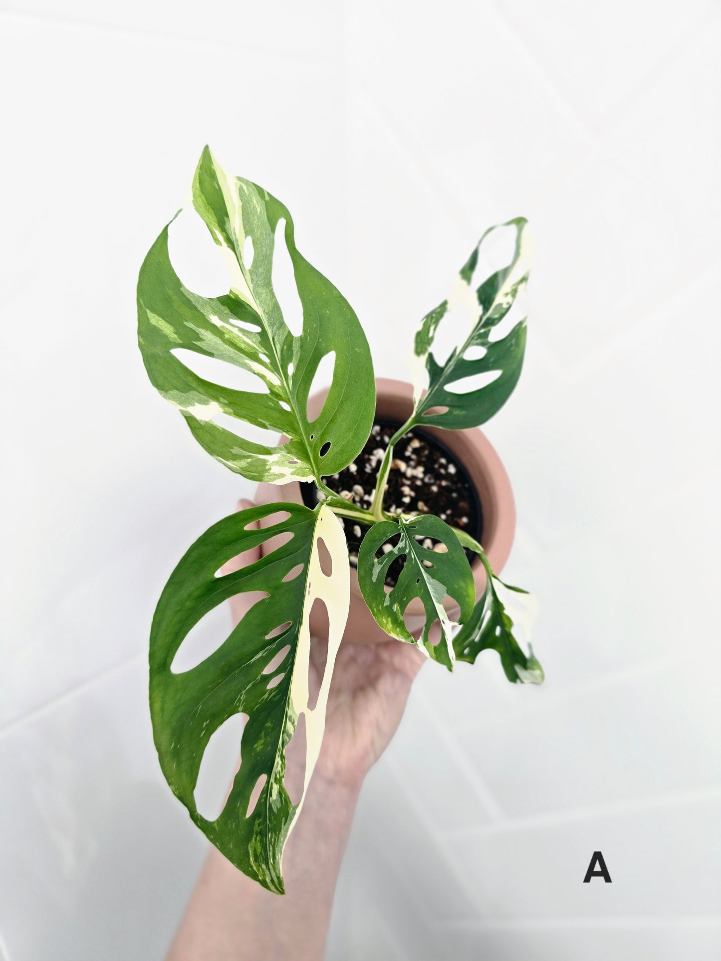 Monstera Adansonii 'Variegated' - 80mm