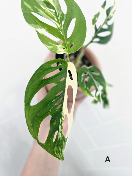 Monstera Adansonii 'Variegated' - 80mm