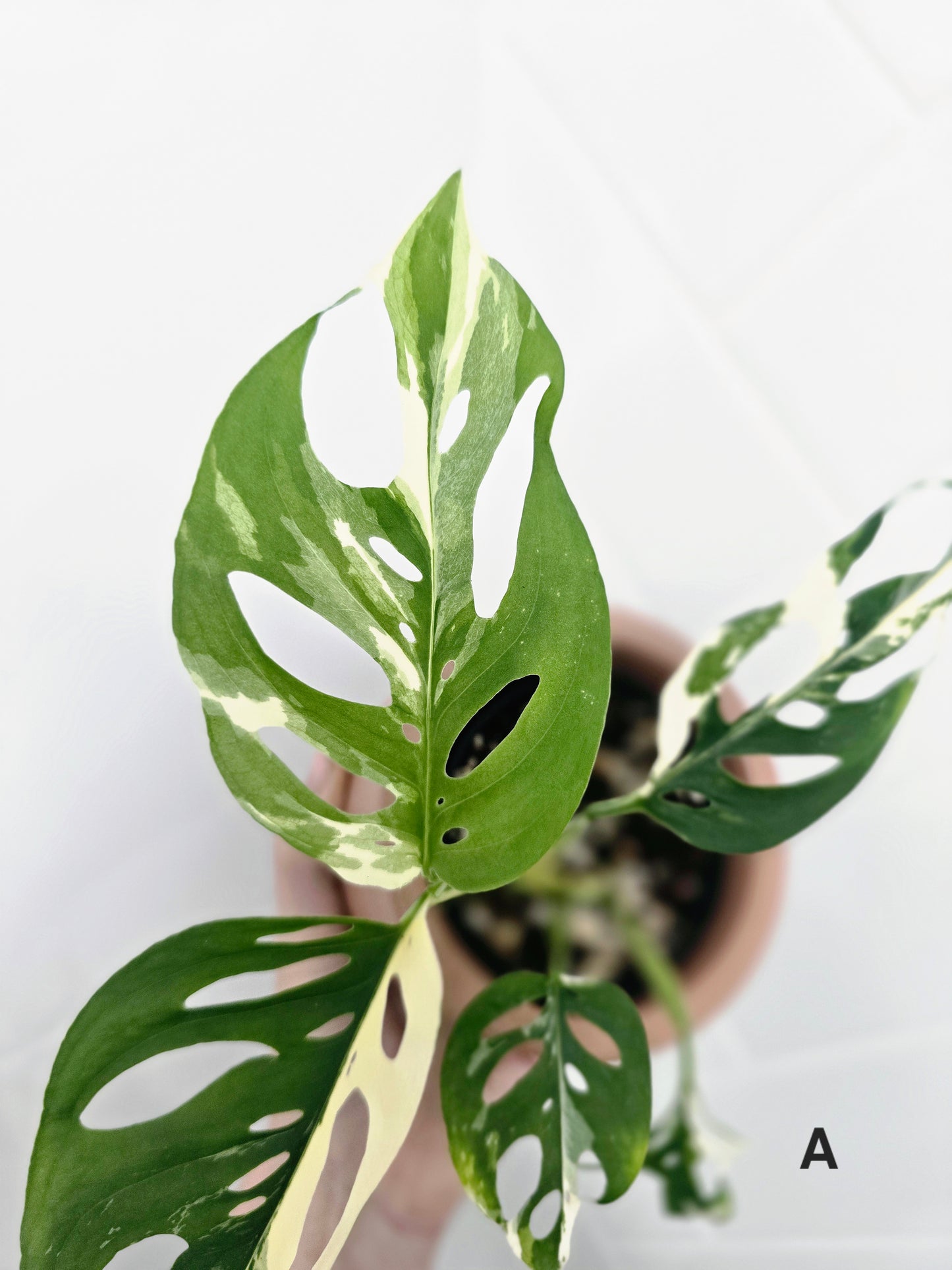 Monstera Adansonii 'Variegated' - 80mm