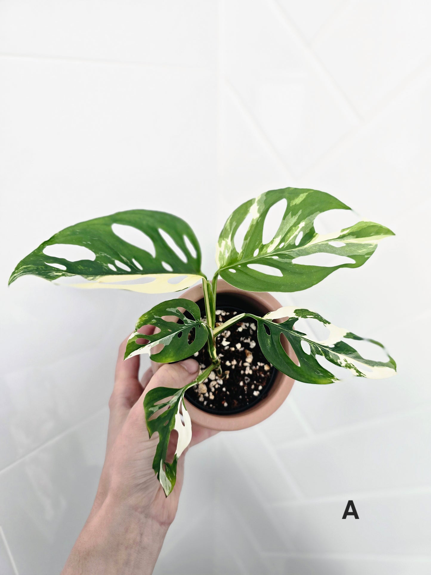 Monstera Adansonii 'Variegated' - 80mm