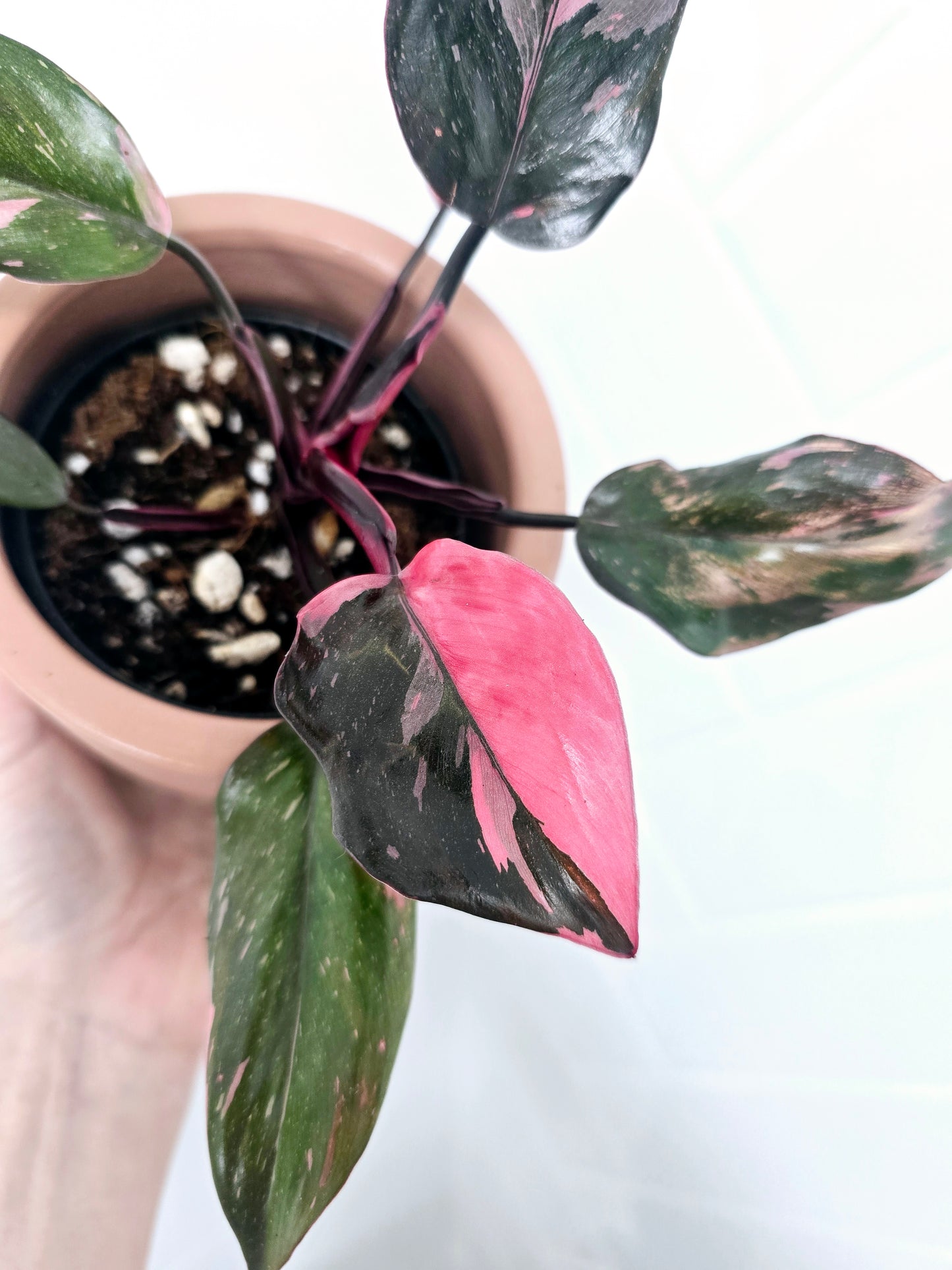 Philodendron Erubescens 'Pink Princess' - 80mm