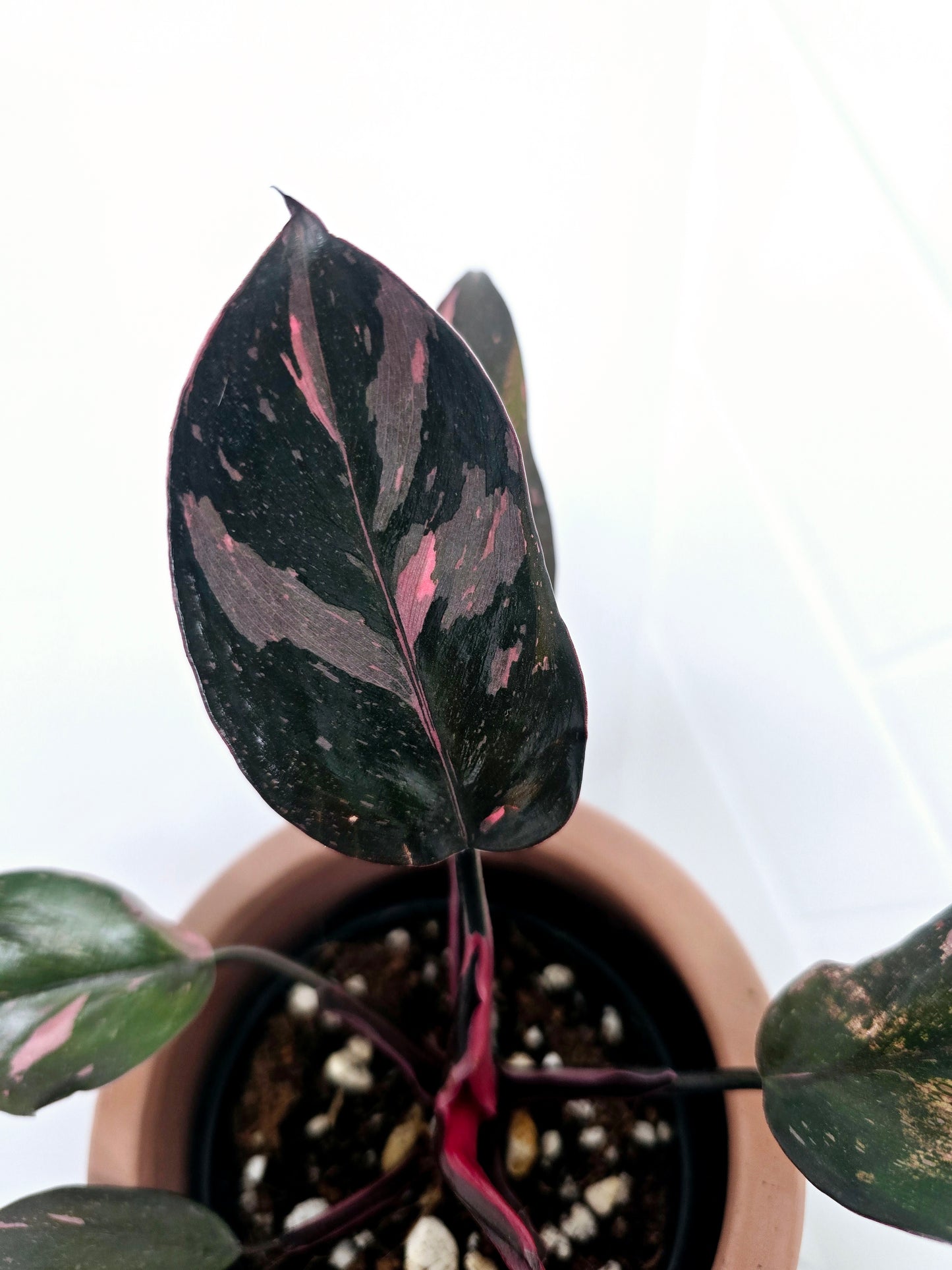 Philodendron Erubescens 'Pink Princess' - 80mm