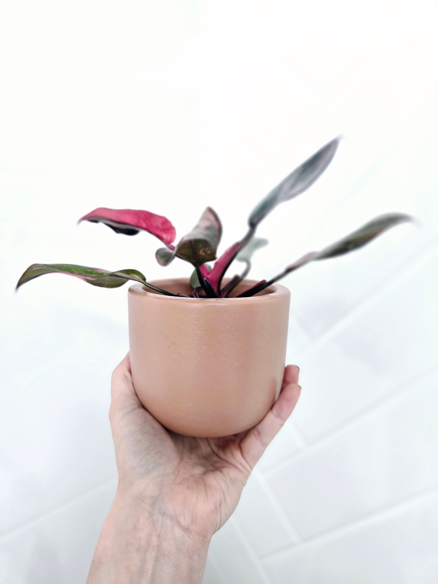 Philodendron Erubescens 'Pink Princess' - 80mm