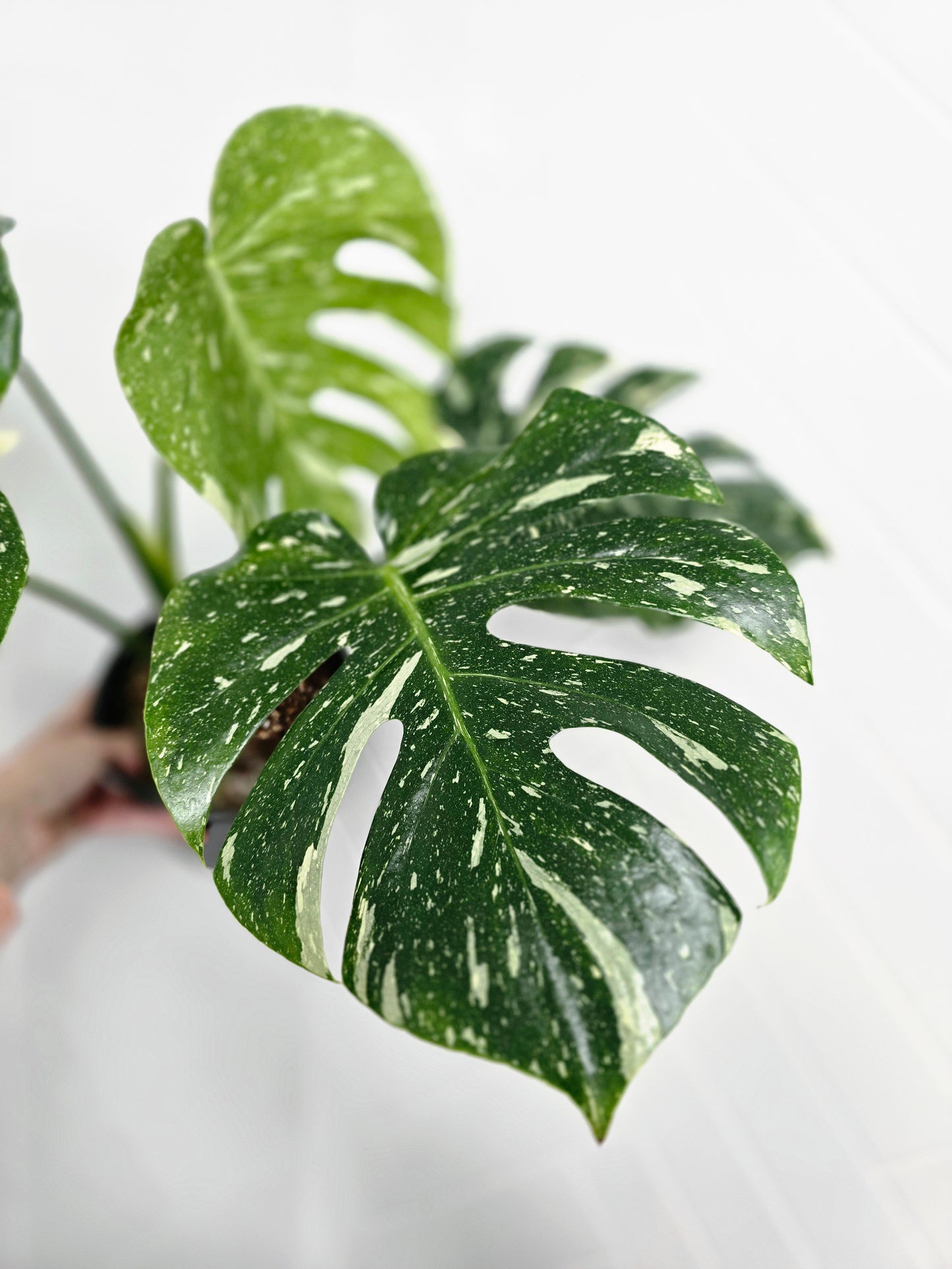 Monstera 'Thai Constellation' - 165mm