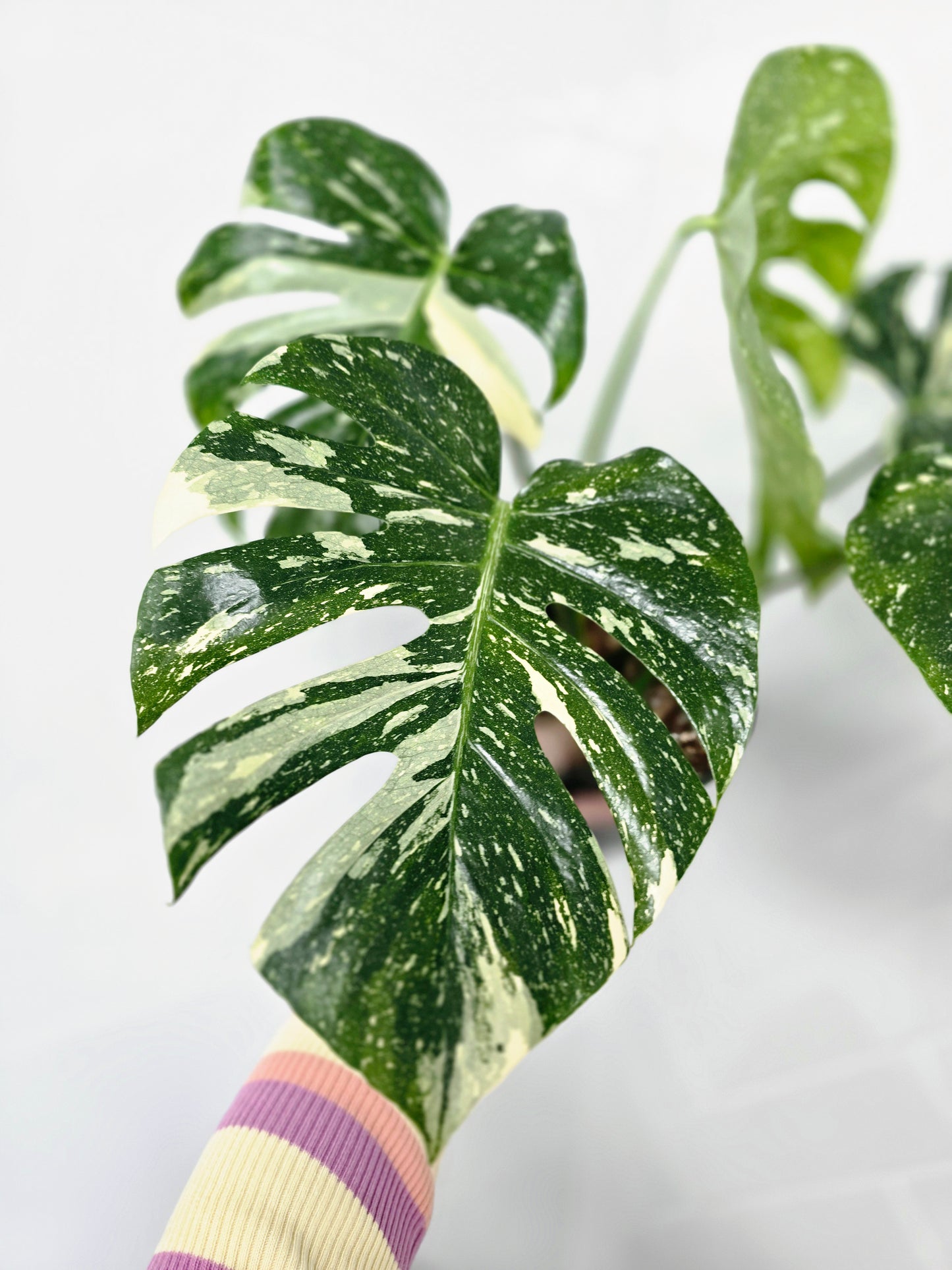 Monstera 'Thai Constellation' - 165mm