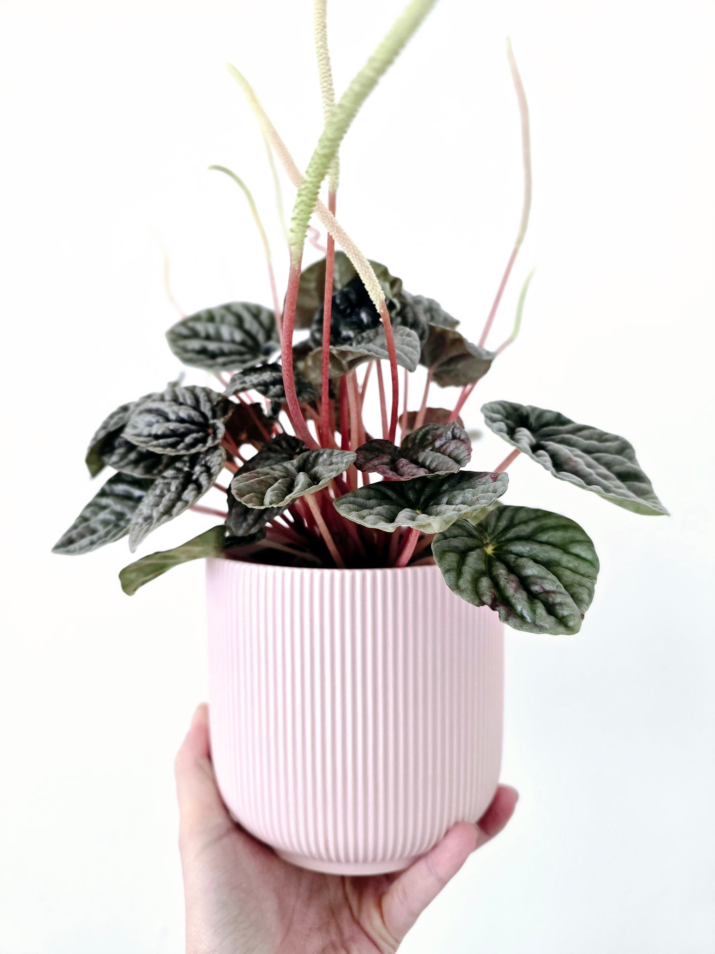 Peperomia Marmorata 'Silver Heart' - 118mm