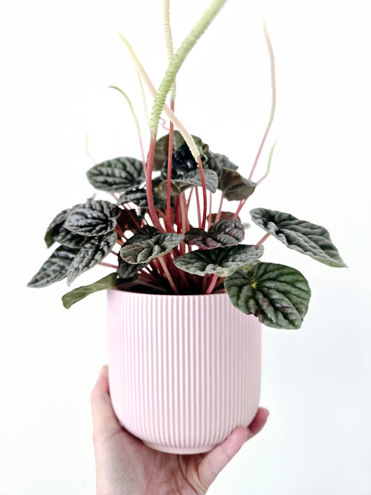 Peperomia Marmorata 'Silver Heart' - 118mm