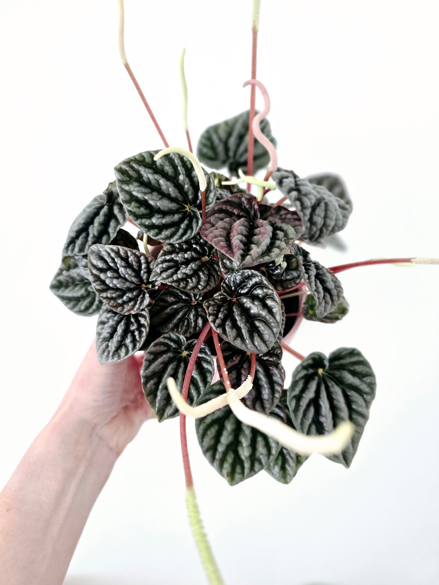 Peperomia Marmorata 'Silver Heart' - 118mm