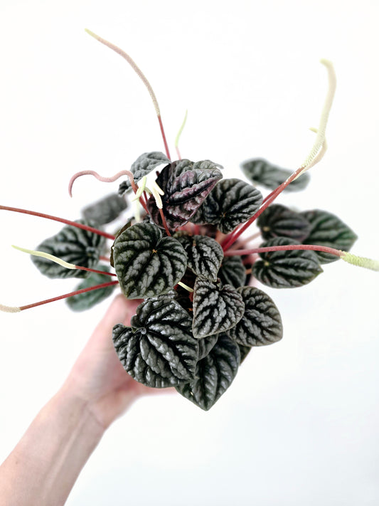 Peperomia Marmorata 'Silver Heart' - 118mm