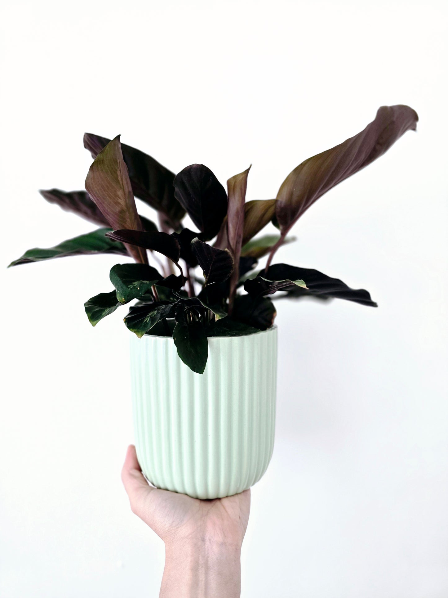 Calathea 'Maui Queen' - 118mm
