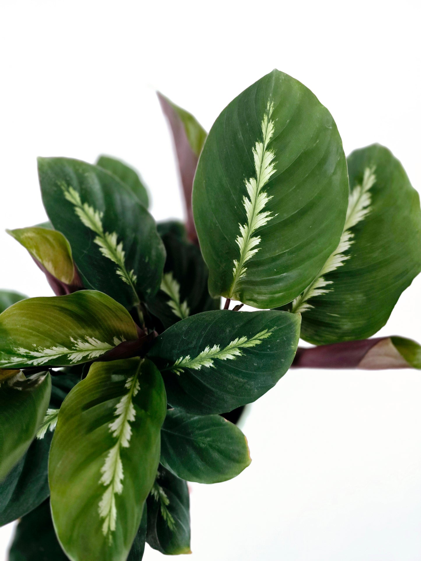 Calathea 'Maui Queen' - 118mm