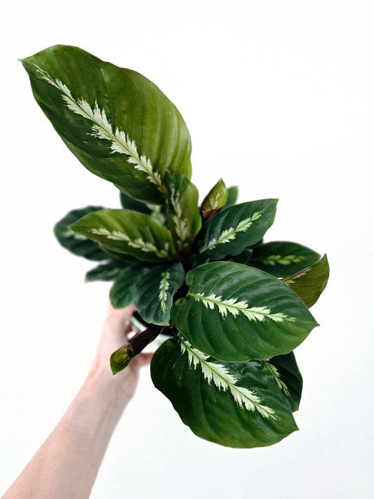 Calathea 'Maui Queen' - 118mm