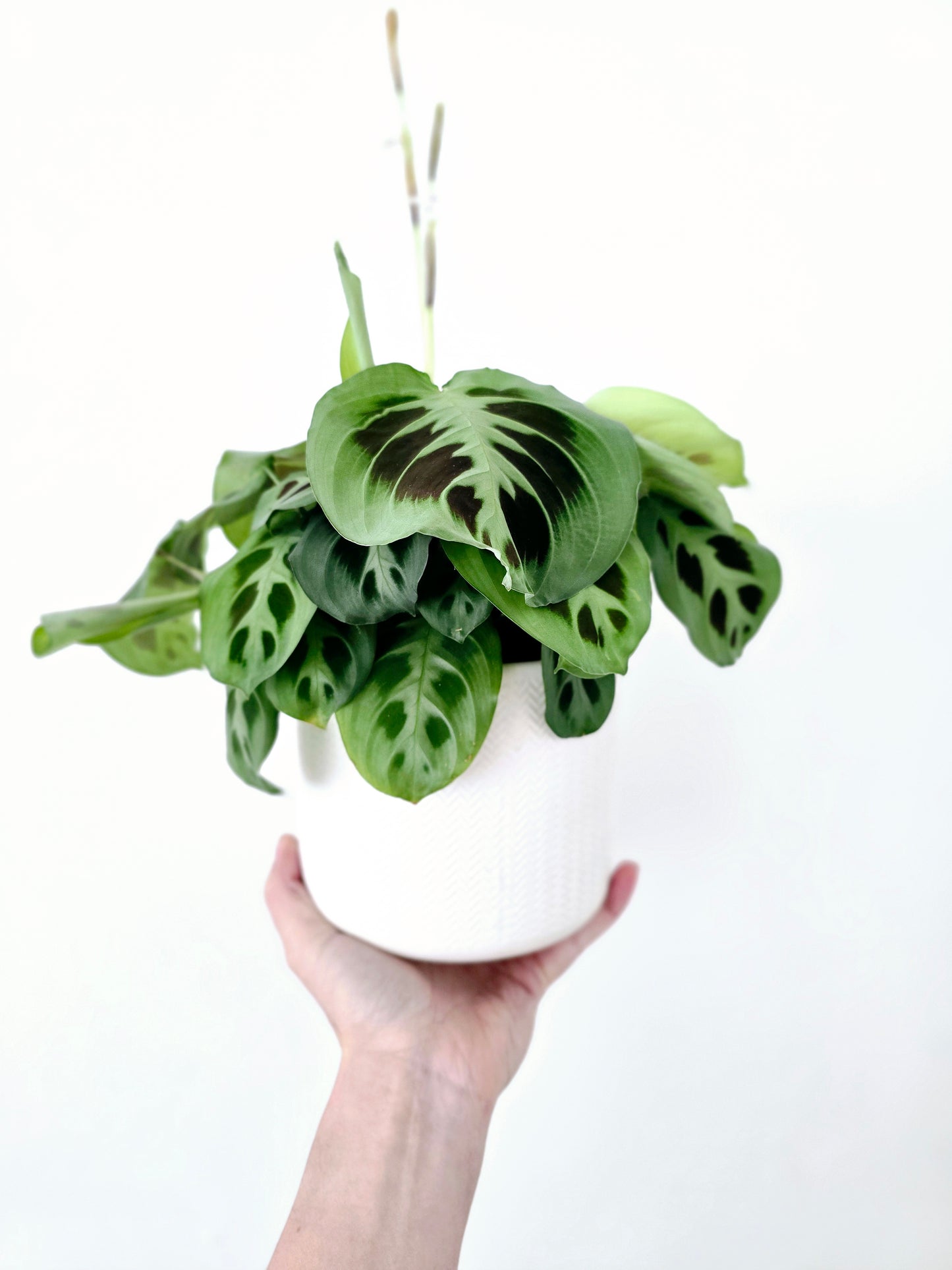 Maranta Leuconeura 'Green' - 118mm