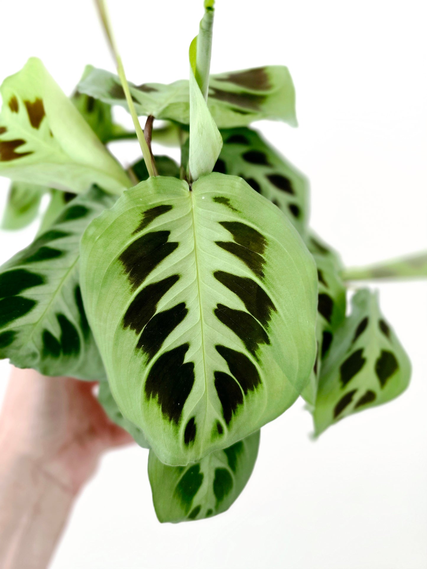Maranta Leuconeura 'Green' - 118mm