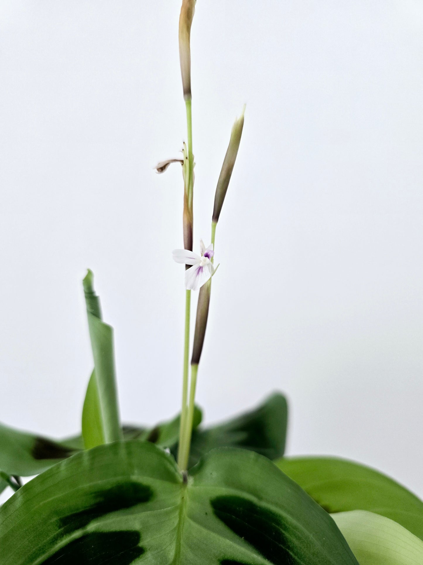 Maranta Leuconeura 'Green' - 118mm