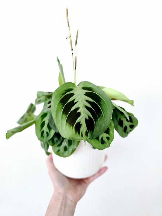 Maranta Leuconeura 'Green' - 118mm