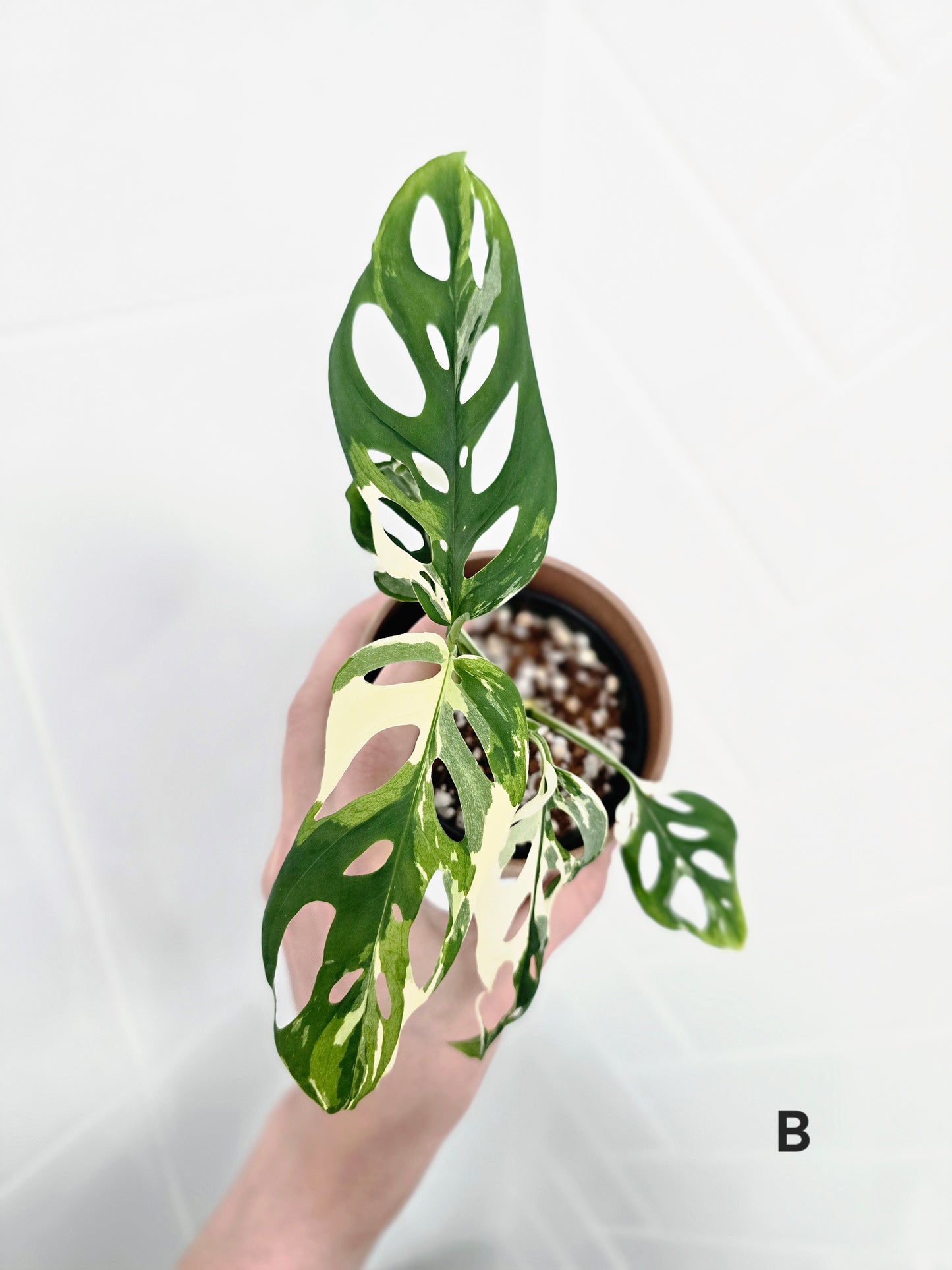 Monstera Adansonii 'Variegated' - 80mm