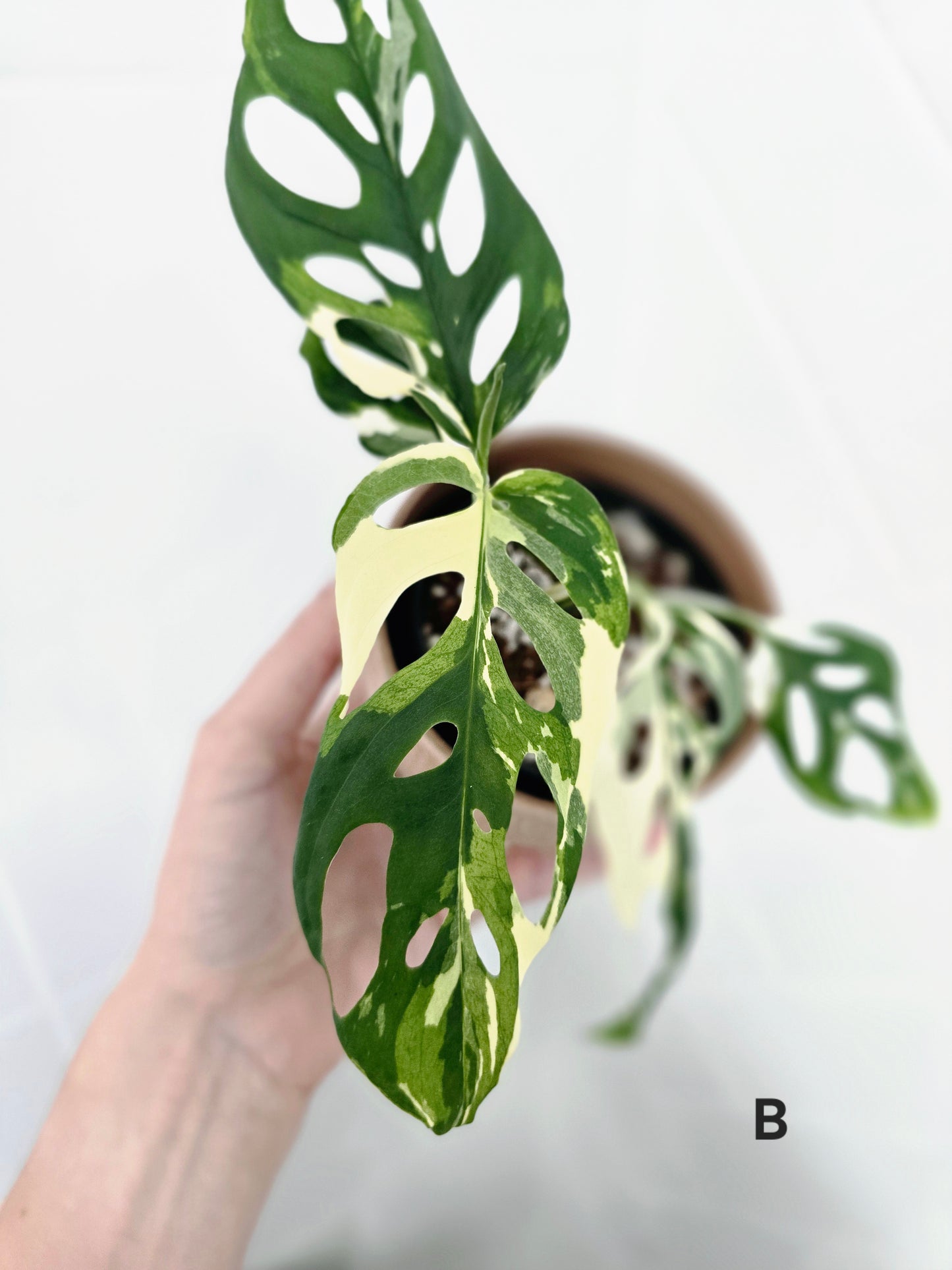 Monstera Adansonii 'Variegated' - 80mm