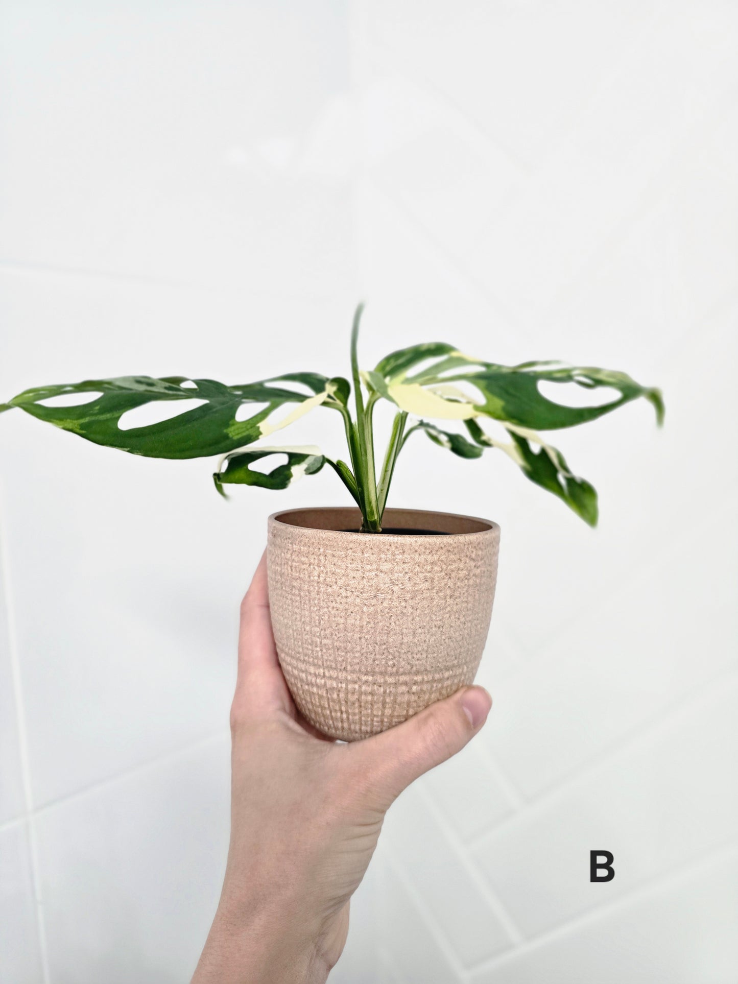 Monstera Adansonii 'Variegated' - 80mm