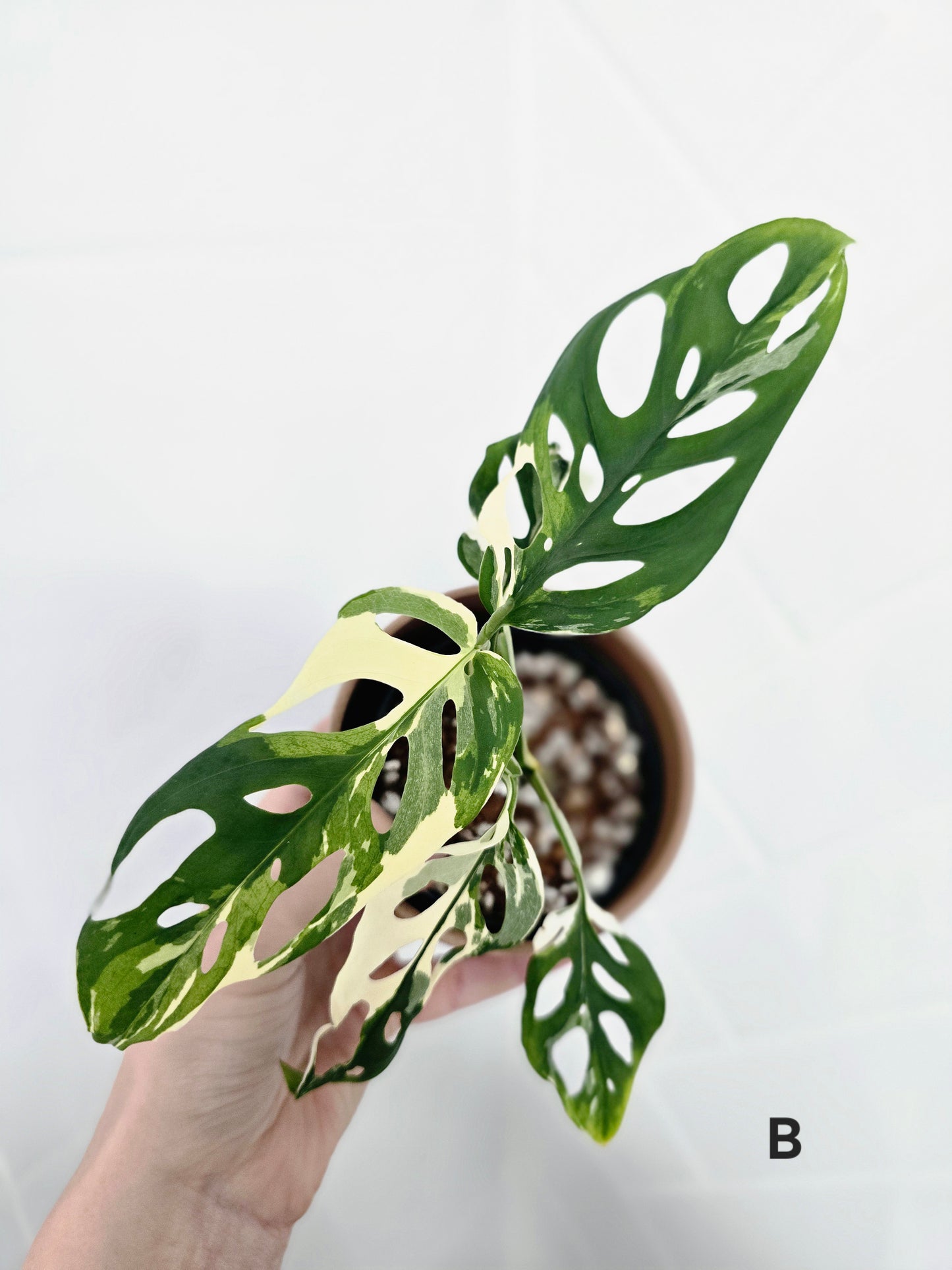 Monstera Adansonii 'Variegated' - 80mm