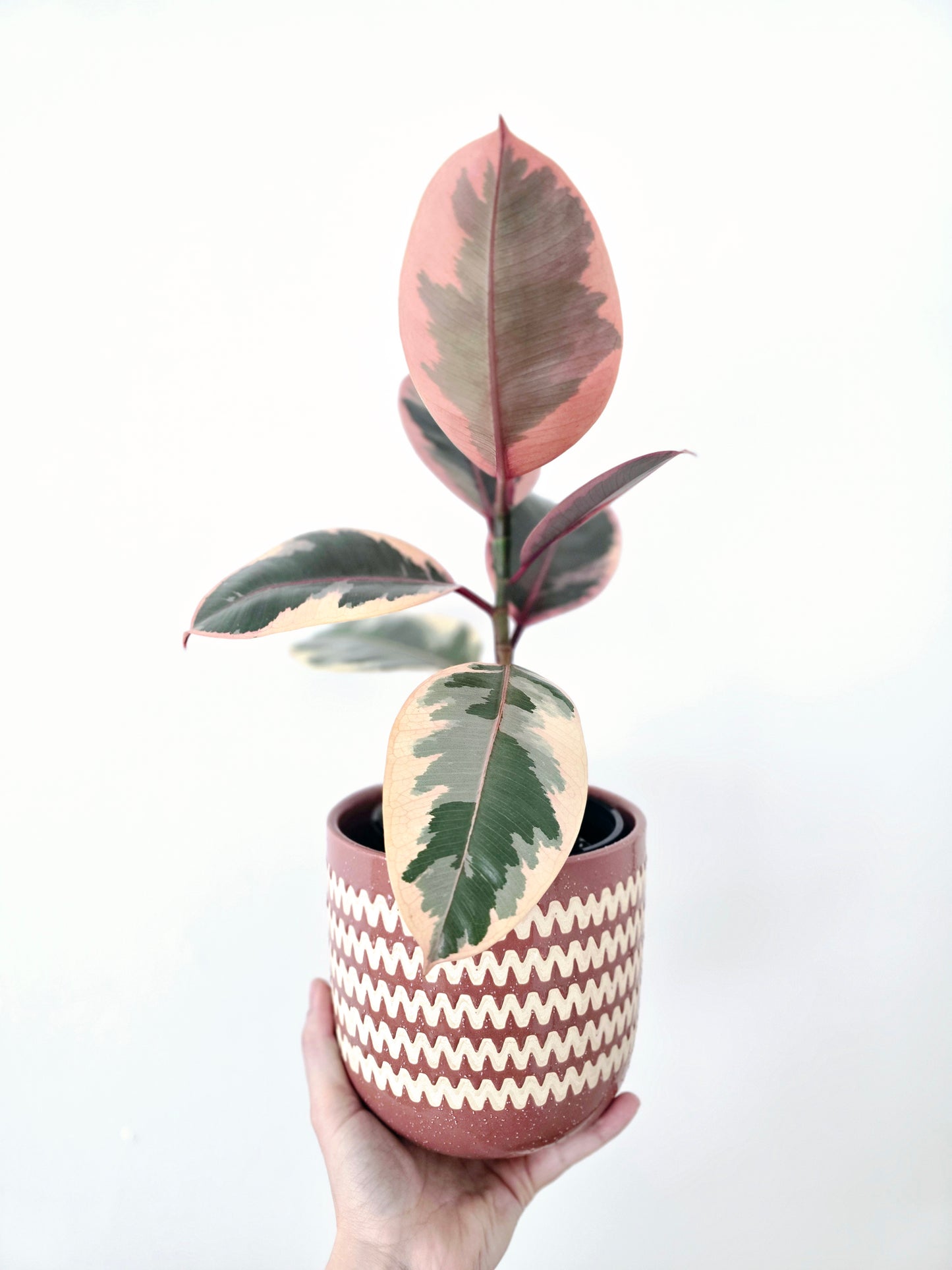 Ficus Elastica 'Ruby' - 125mm