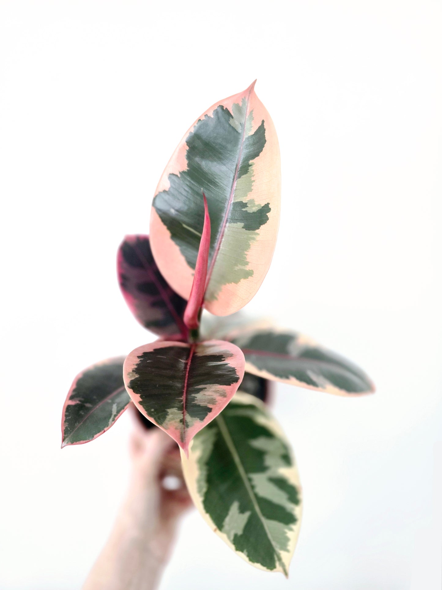 Ficus Elastica 'Ruby' - 125mm