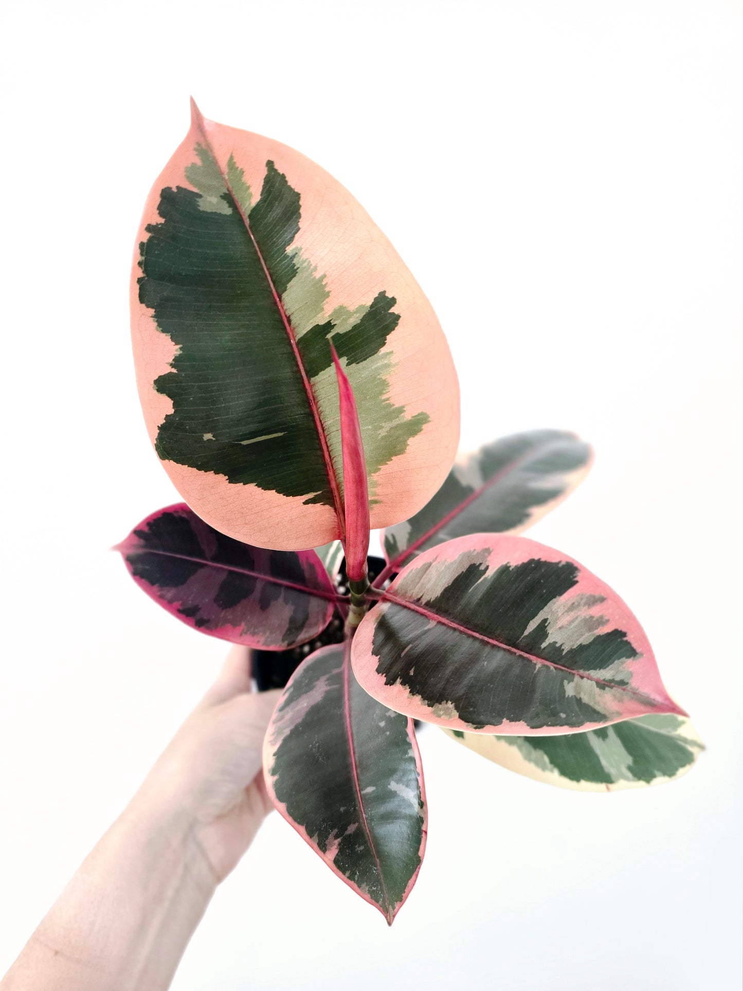 Ficus Elastica 'Ruby' - 125mm
