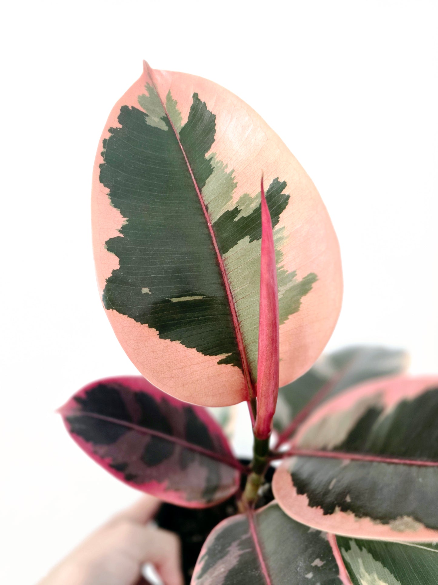 Ficus Elastica 'Ruby' - 125mm