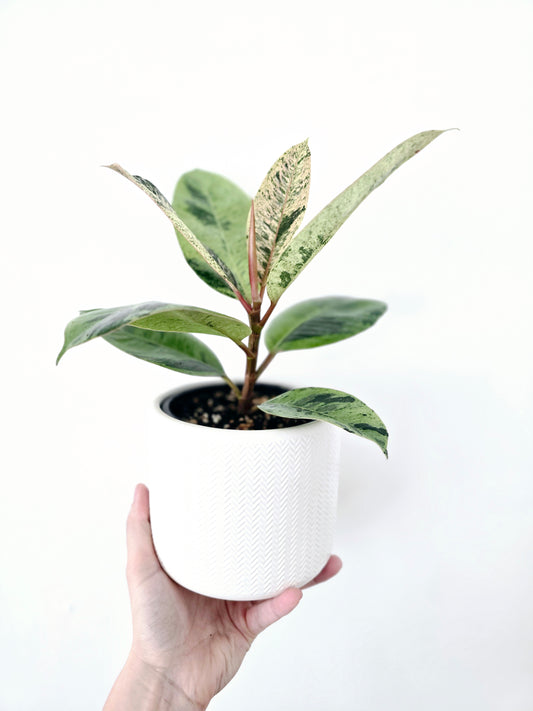 Ficus Elastica 'Shivereana' - 118mm