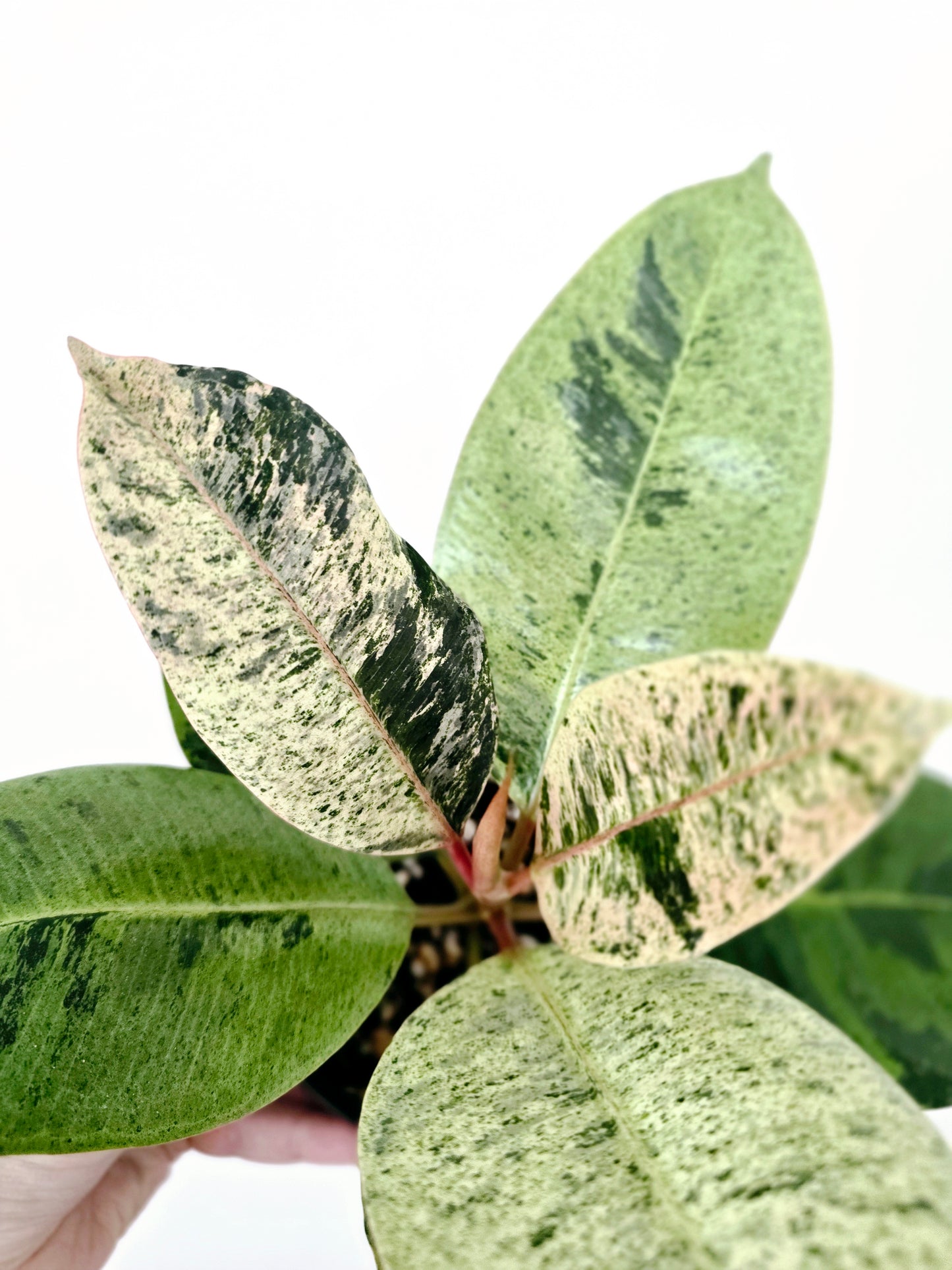 Ficus Elastica 'Shivereana' - 118mm