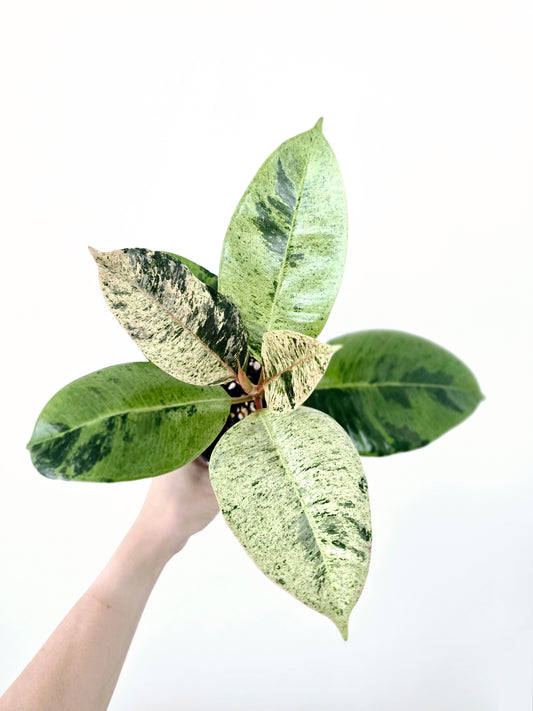 Ficus Elastica 'Shivereana' - 118mm