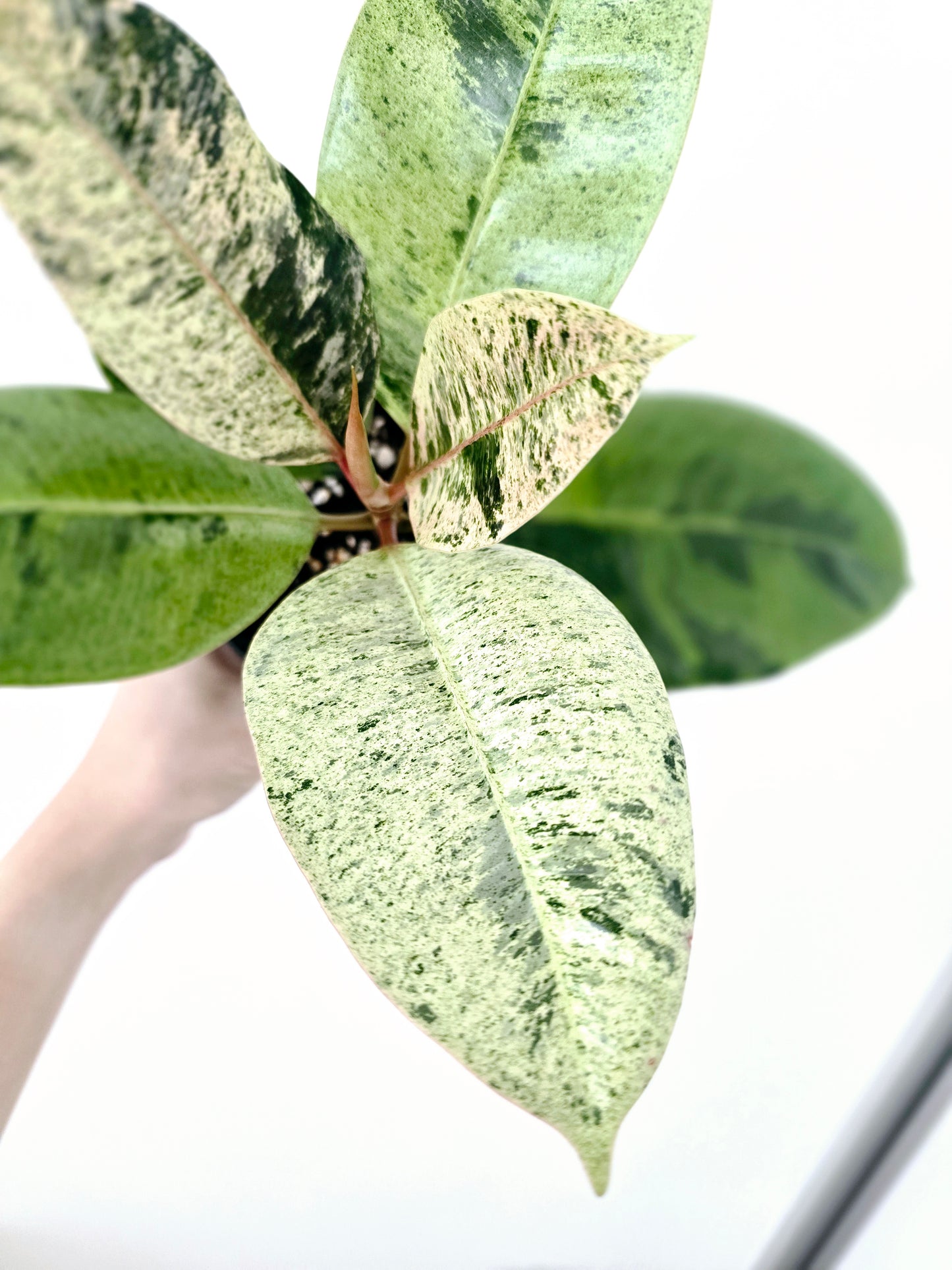 Ficus Elastica 'Shivereana' - 118mm